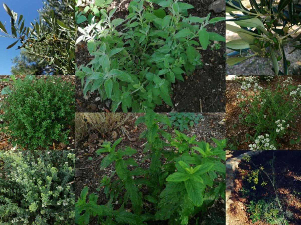 Terraoliva&Herbs Vátos Extérieur photo